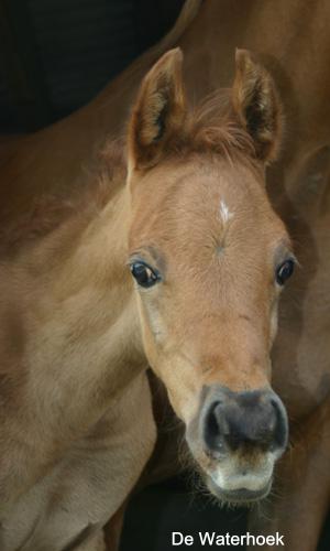 Toscano, het eerste veulentje van 2004 (zie Arabische Volbloeden voor meer informatie)